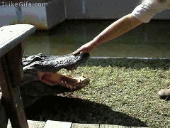 Alligator fail gif