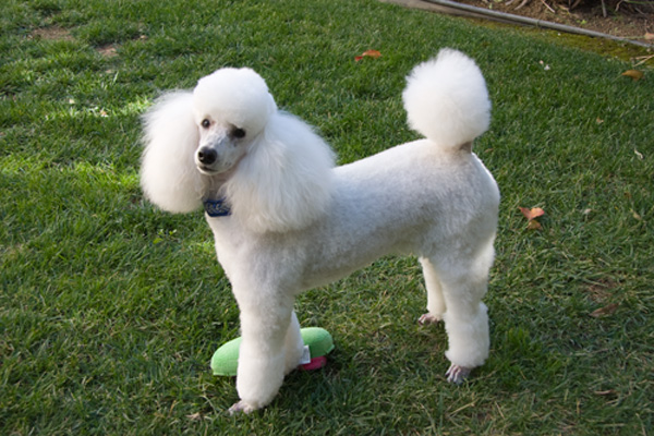 Poodle