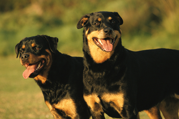 Rottweiler