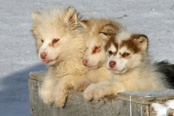 Siberian Husky