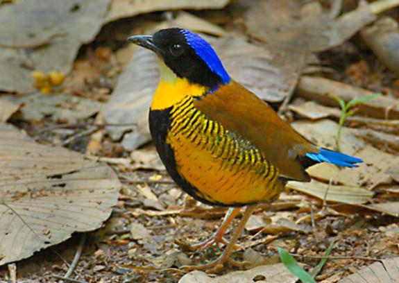 Gurney’s Pitta